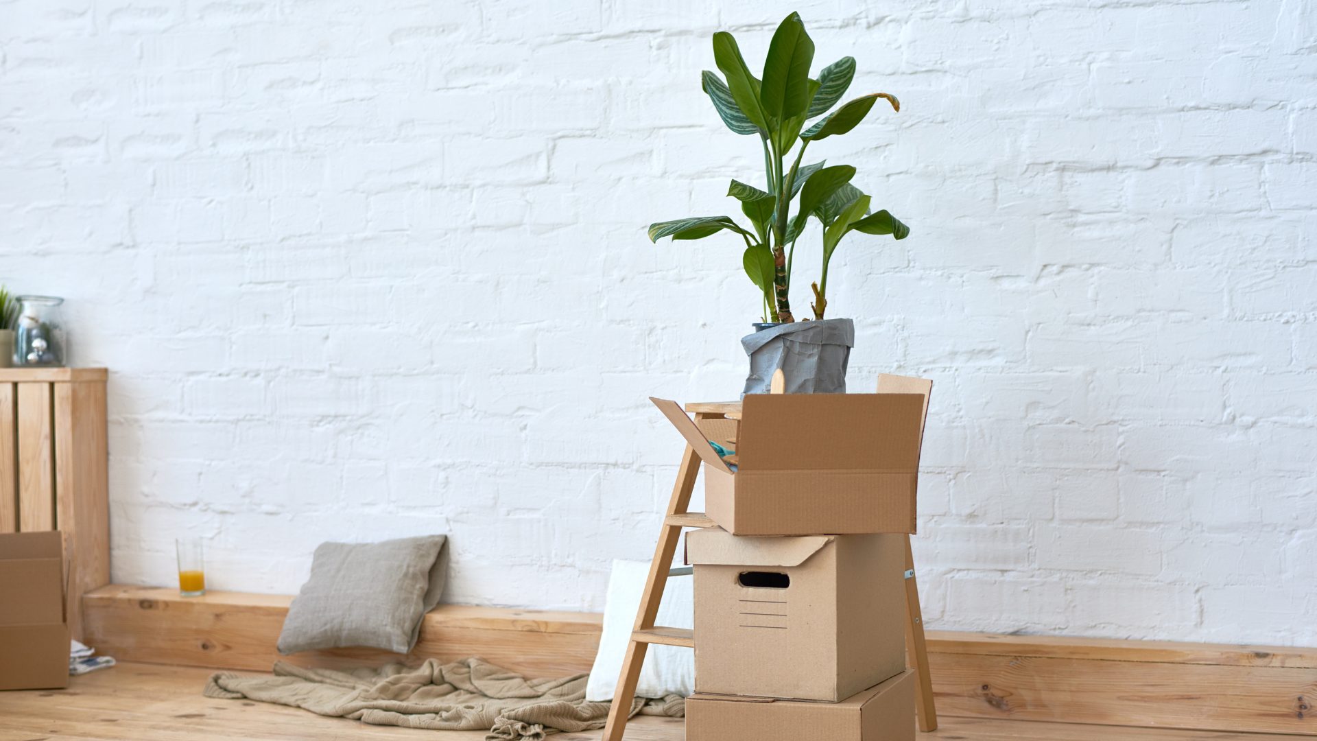 Moving with Plants: Tips for Keeping Greenery Healthy and Happy