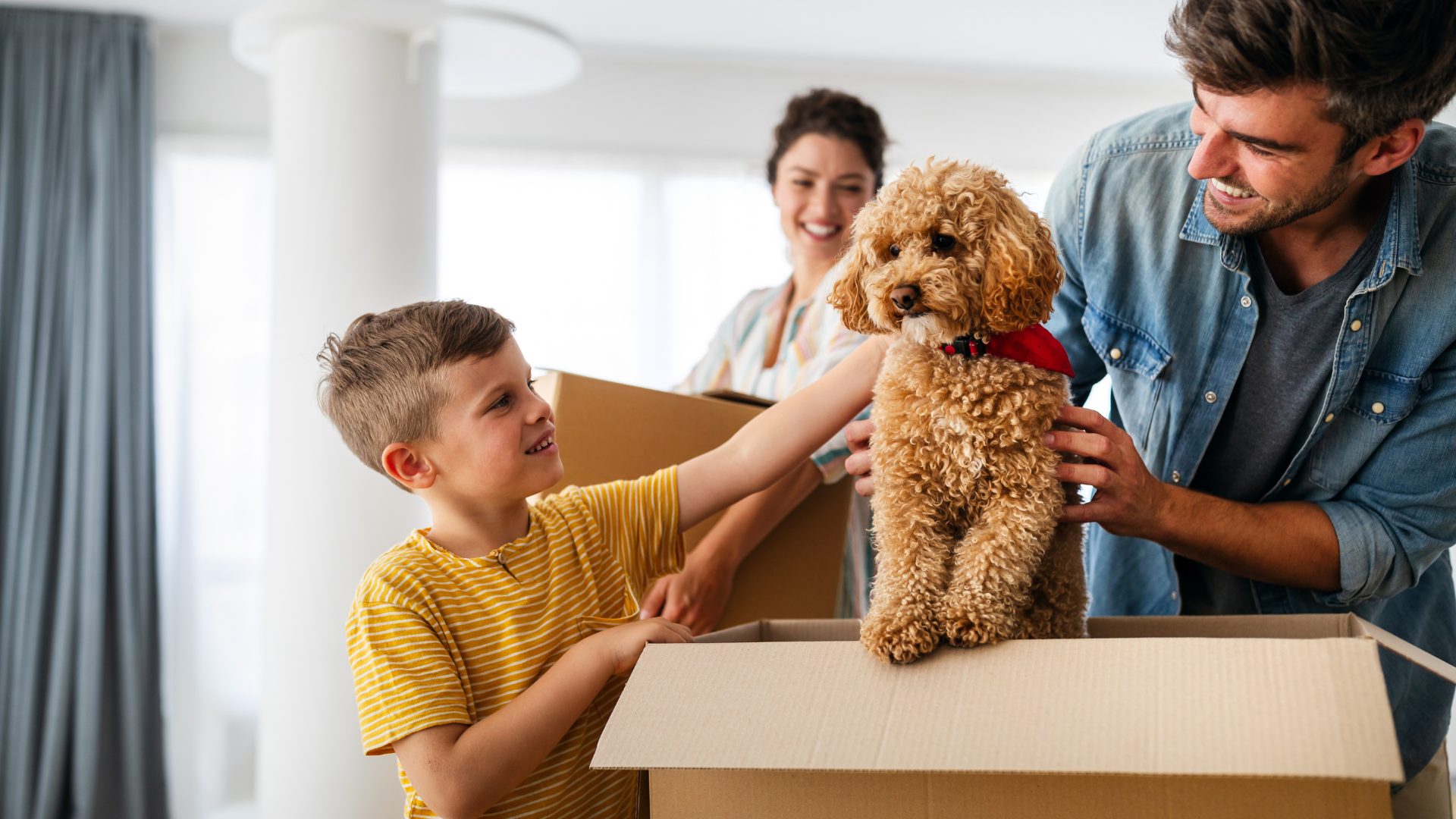 Why Hire Professional Removalists for Moving with Pets