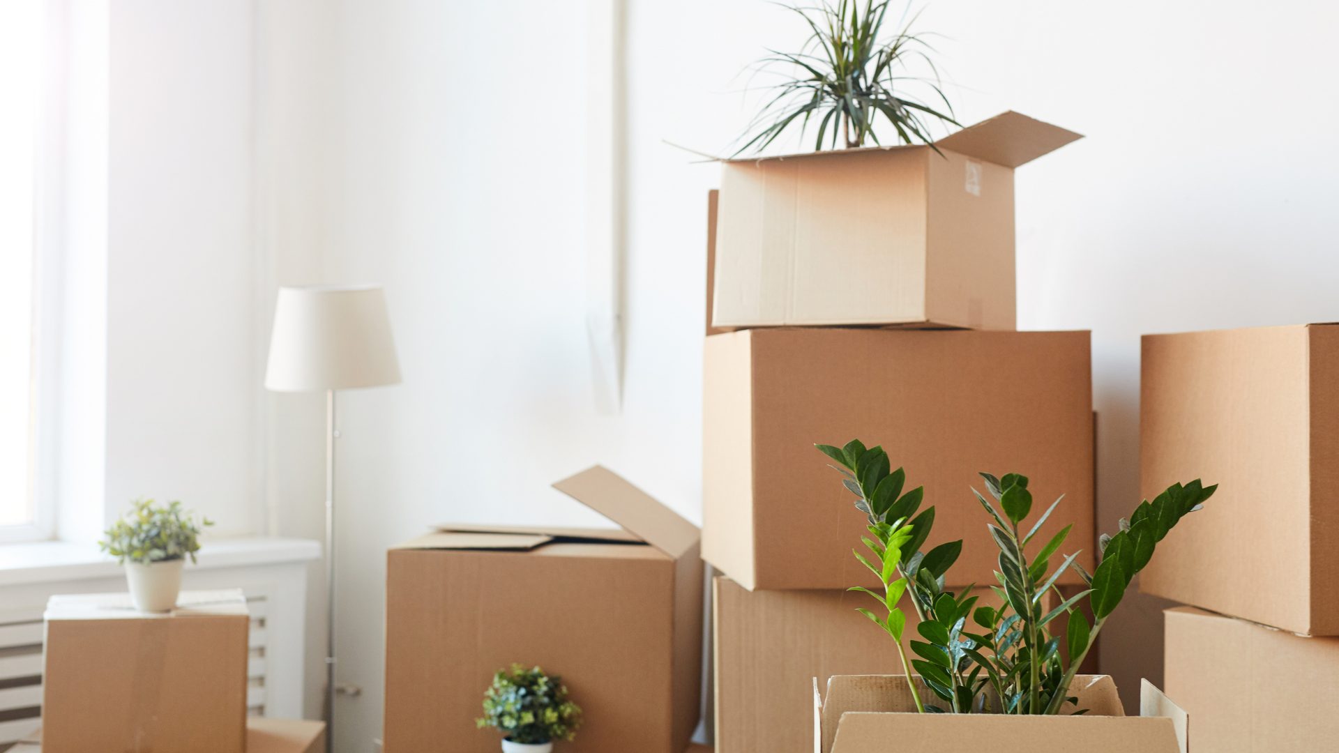 How to Move Houseplants Safely